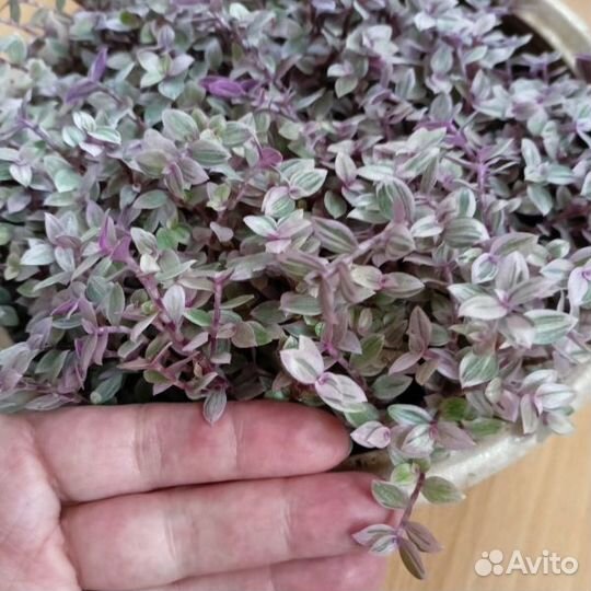 Каллизия Розовая Пантера, традесканция