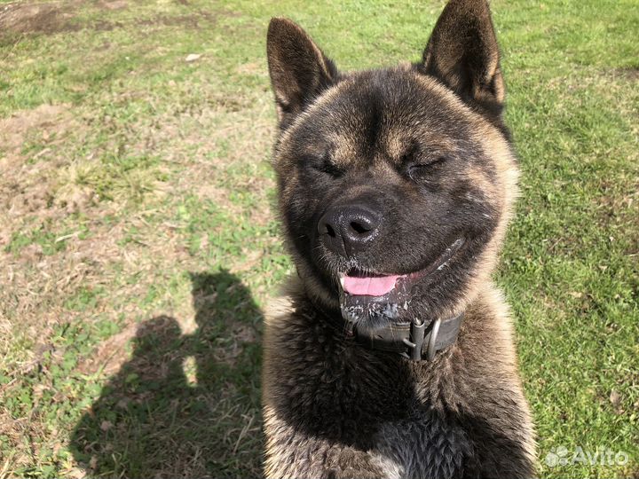 Случка собак