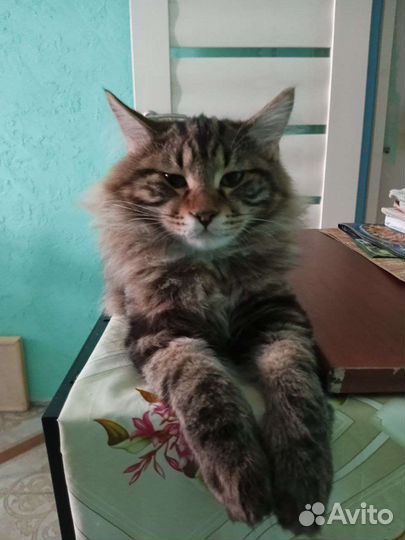 Курильский бобтейл