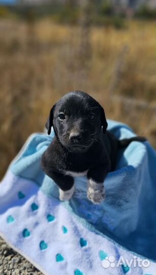 Пират ищет дом и любящую семью