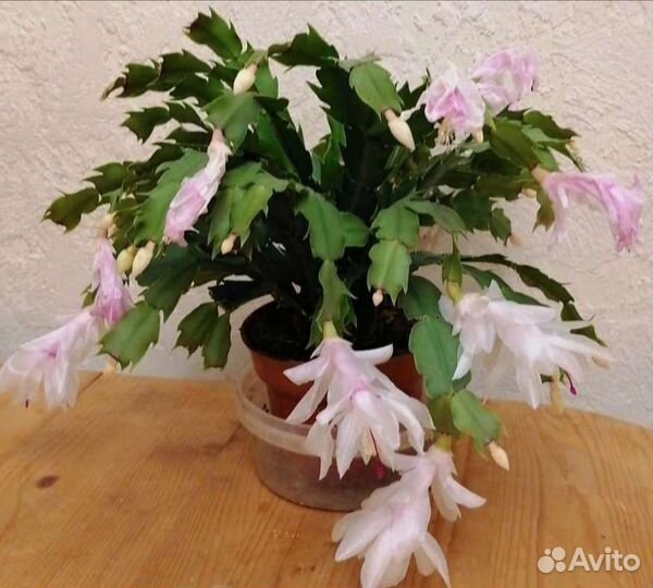 Декабрист белый сорт Малисса