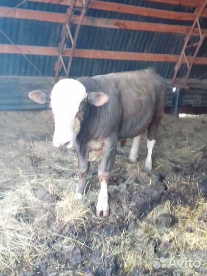 Быки и телки