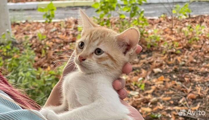Подари котейке дом