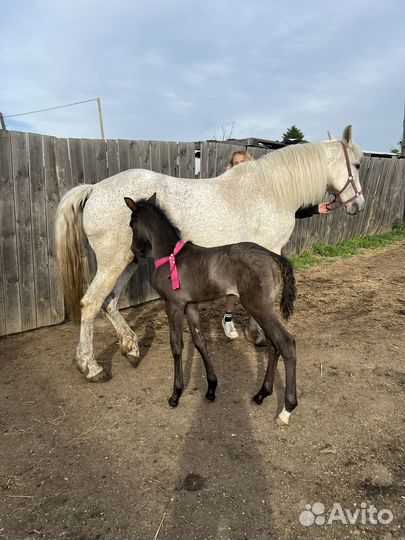 Жеребенок от чкв
