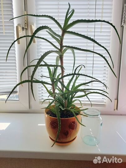 Алоэ в горшке