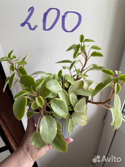 Домашние цветы