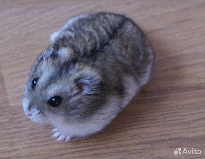 Джунгарский хомяк