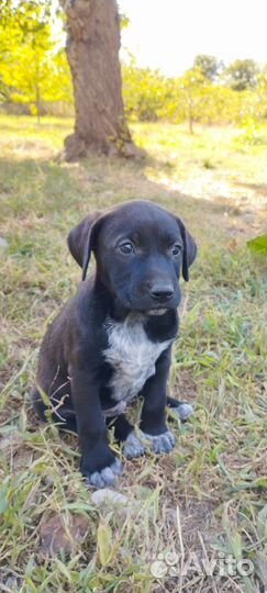 Щенки метисы Курцхаара бесплатно