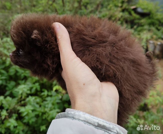 Померанский шпиц