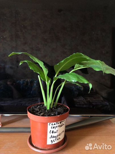 Спатифиллум Свит Лауретта цветет