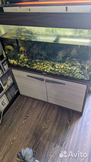 Аквариум