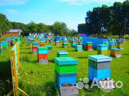 Продается пасека