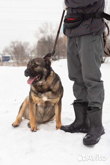 Шикарный пёс ищет дом