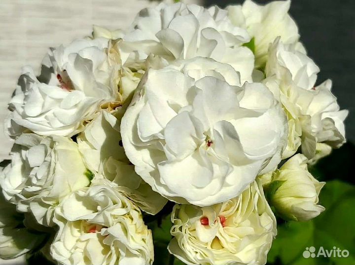 Пеларгония уг айгуль