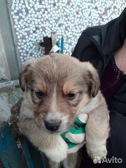 Отдам щенков в добрые руки