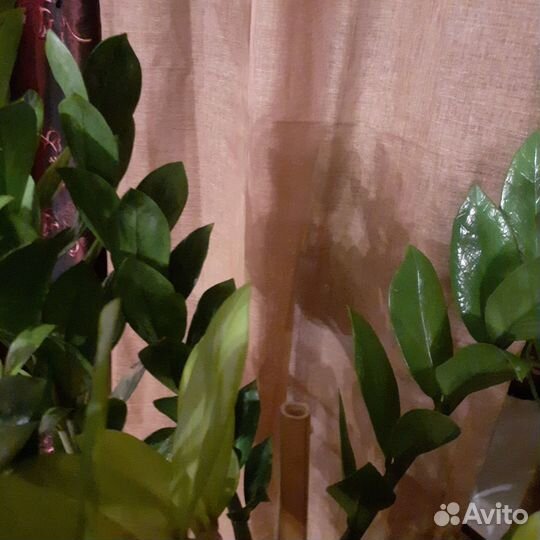 Цветок замиокулькас