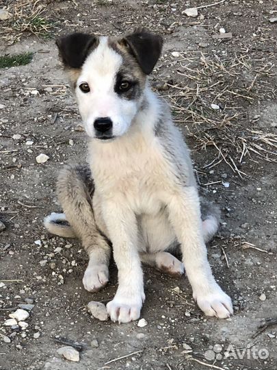Щенки волкодава в дар