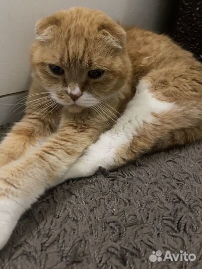 Шотладский вислоухий кот