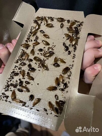 Ловушка для тараканов