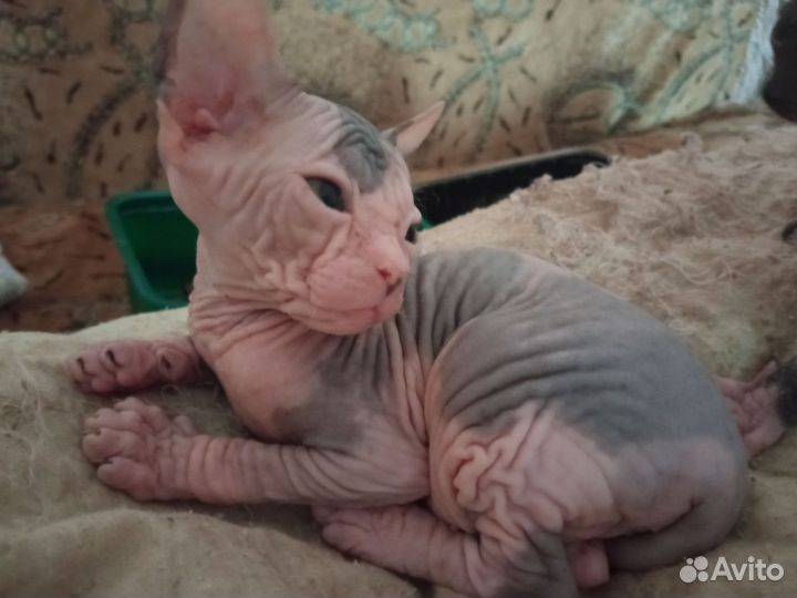 Донской сфинкс