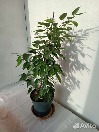 Фикус Бенджамина. Пушистый