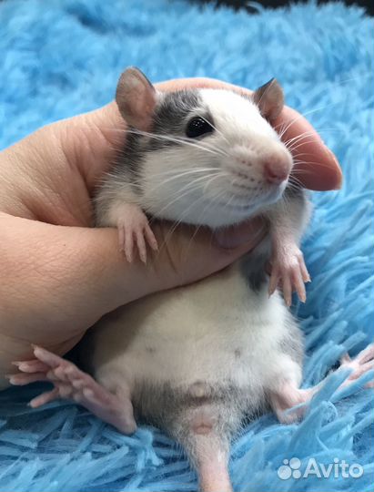 Крыса Хаски Крысята Девочки