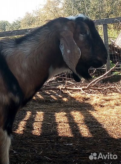 Ламанча и нубики