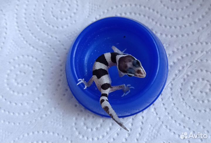 Малыши эублефаров