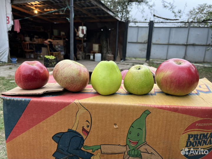 Яблоки домашние