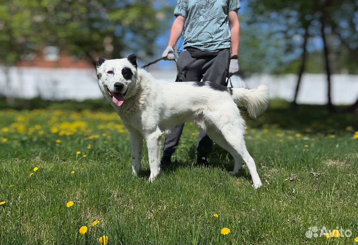 Очаровательный Саймон из приюта в поисках семьи