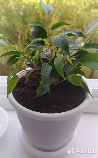 Фикус кинки