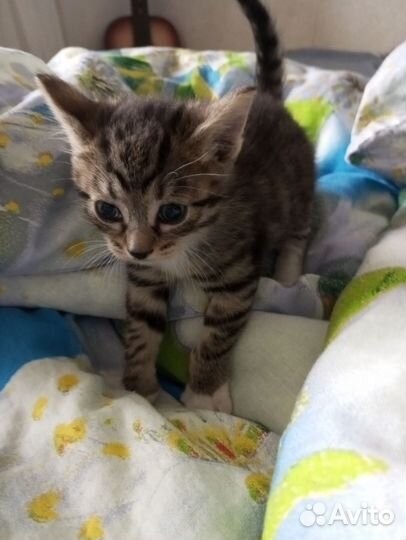 Кошка в дар