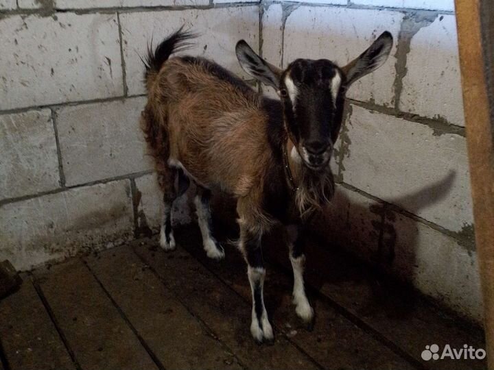 Коза дойная чешская