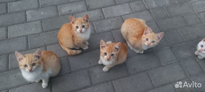 Котятки любящим хозяевам