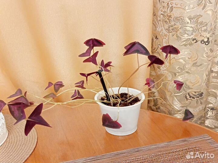 Кислица оксалис, традесканция