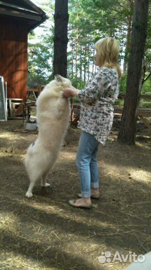 Собачий пух шерсть с лаек