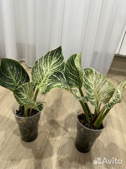 Филодендрон биркин