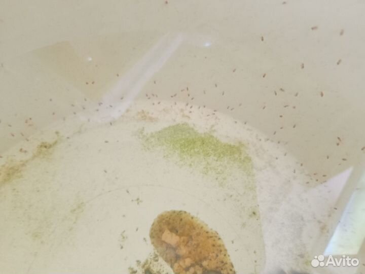 Дафния живая, аулофорус