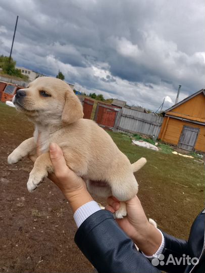 Щенята в добрые руки