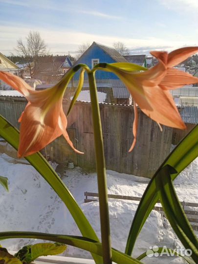 Гиппиаструм