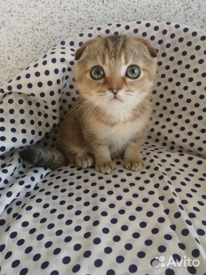 Котик и кошечка золотая шиншилла. Доставка