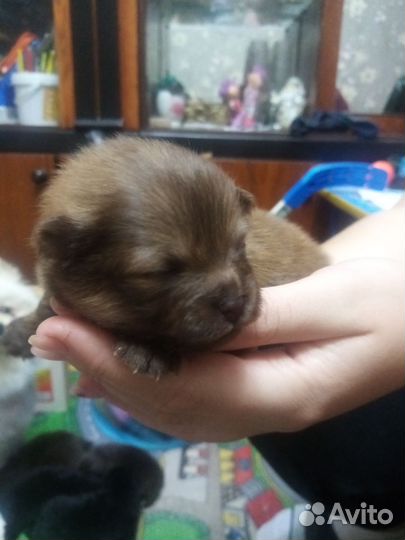 Щенки шпица