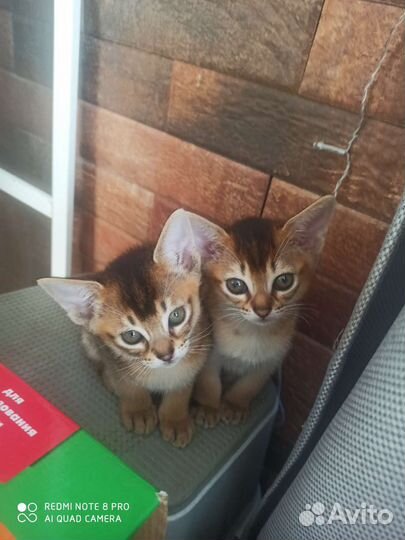 Абиссинские котята