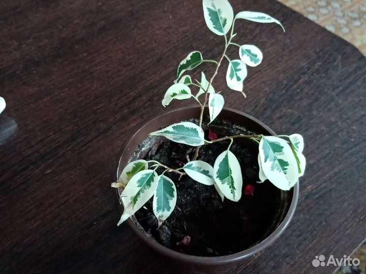 Фикус Бенджамина