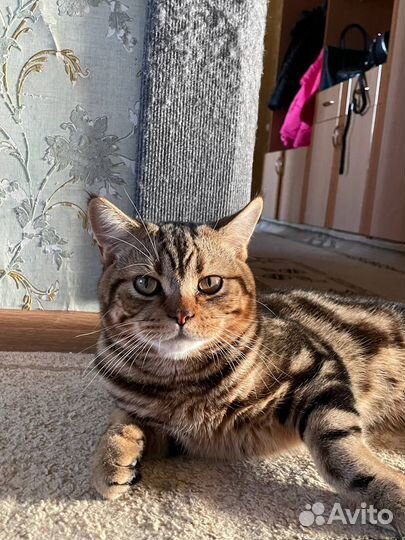 Британский кот на вязку