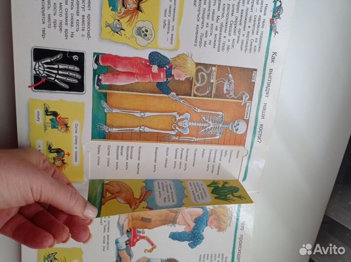 Сутеев сказки и картинки