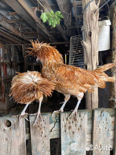 Петушки подуаны