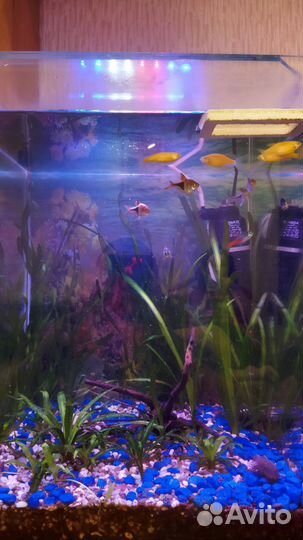 Аквариум с рыбками
