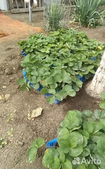 Рассада ремонтантной клубники Ания