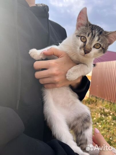 Котенок мальчик